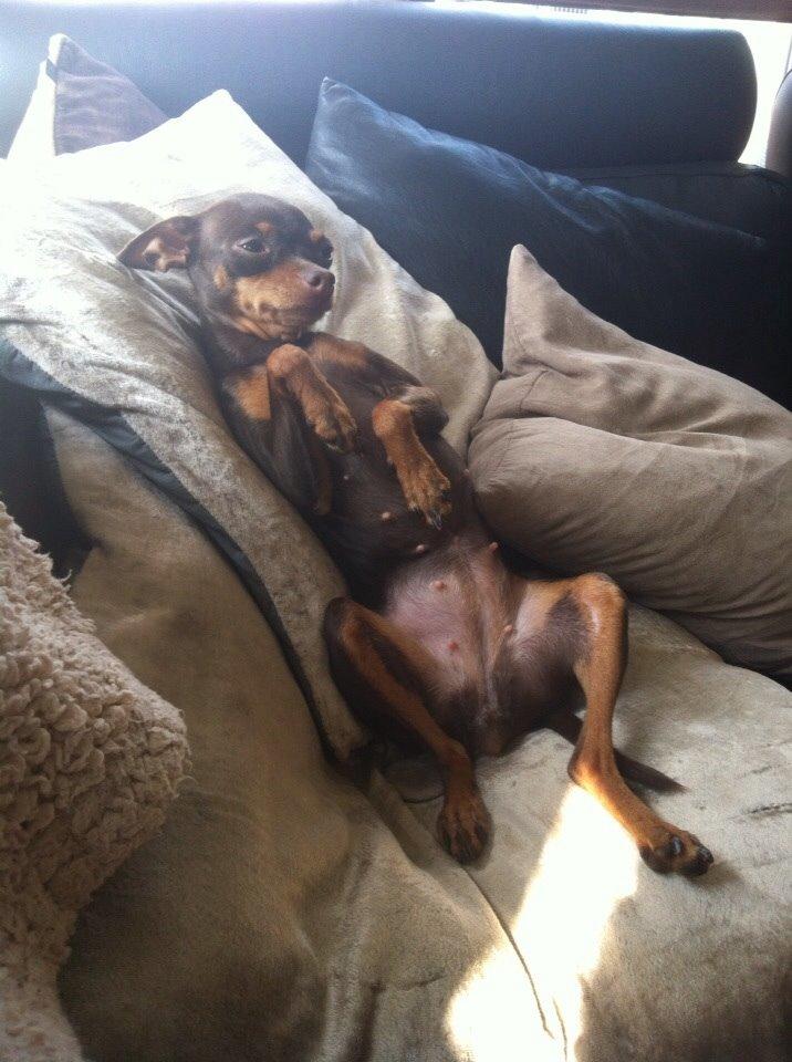 Prazsky krysarik Coco(monster) billede 10