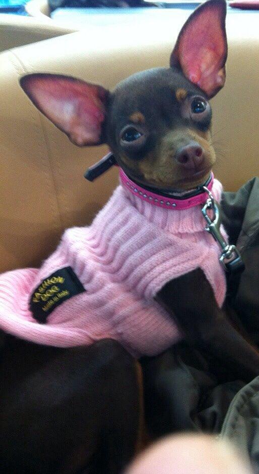 Prazsky krysarik Coco(monster) billede 12