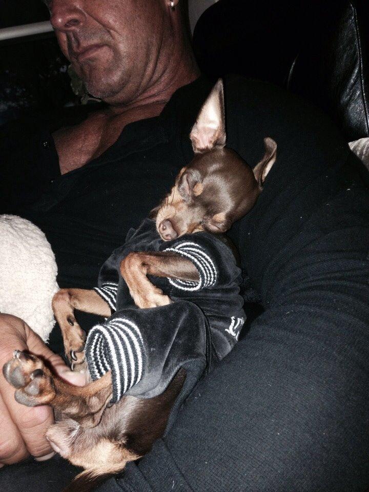 Prazsky krysarik Coco(monster) billede 11