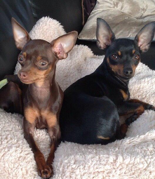 Prazsky krysarik Coco(monster) billede 13