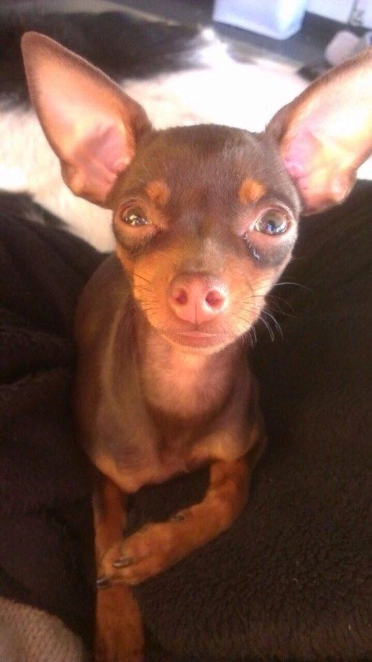 Prazsky krysarik Coco(monster) billede 14