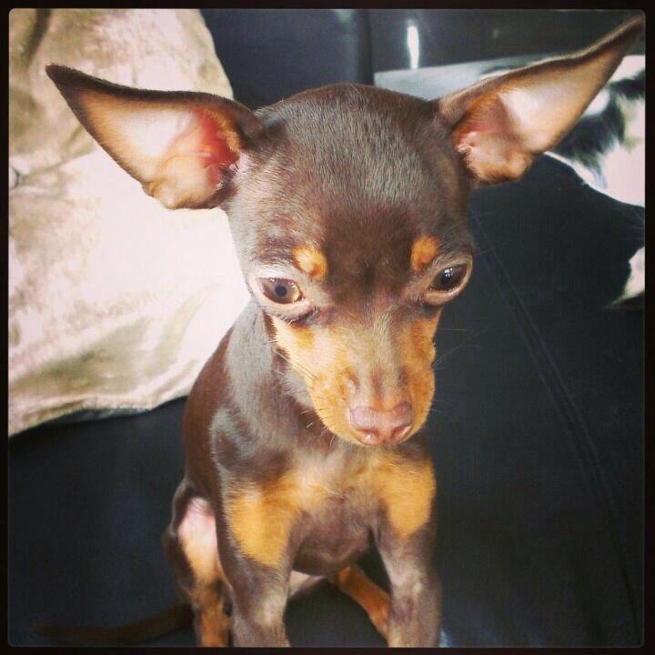 Prazsky krysarik Coco(monster) billede 15