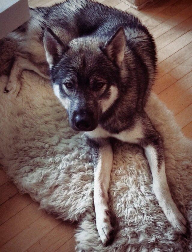 Siberian husky Wolf - Wolf 16 mdr.  billede 4