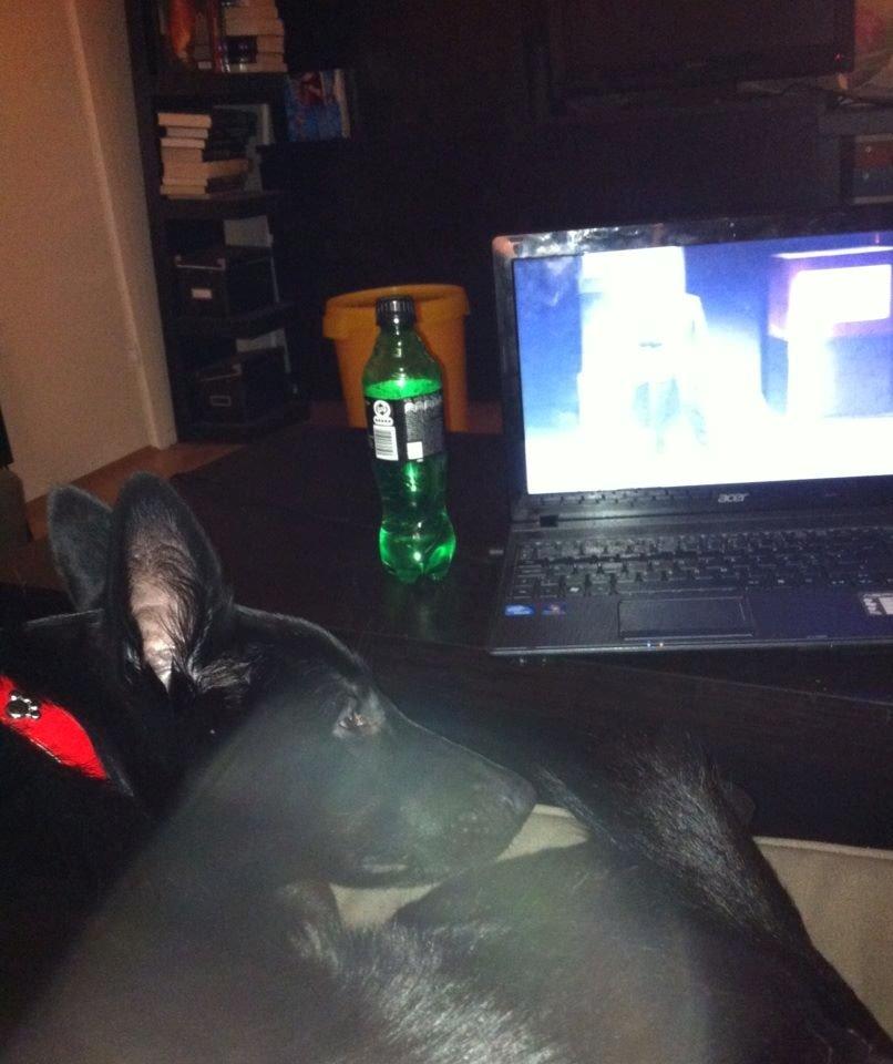 Blanding af racer Kira billede 25