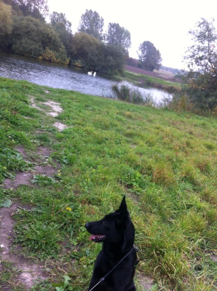 Blanding af racer Kira billede 26