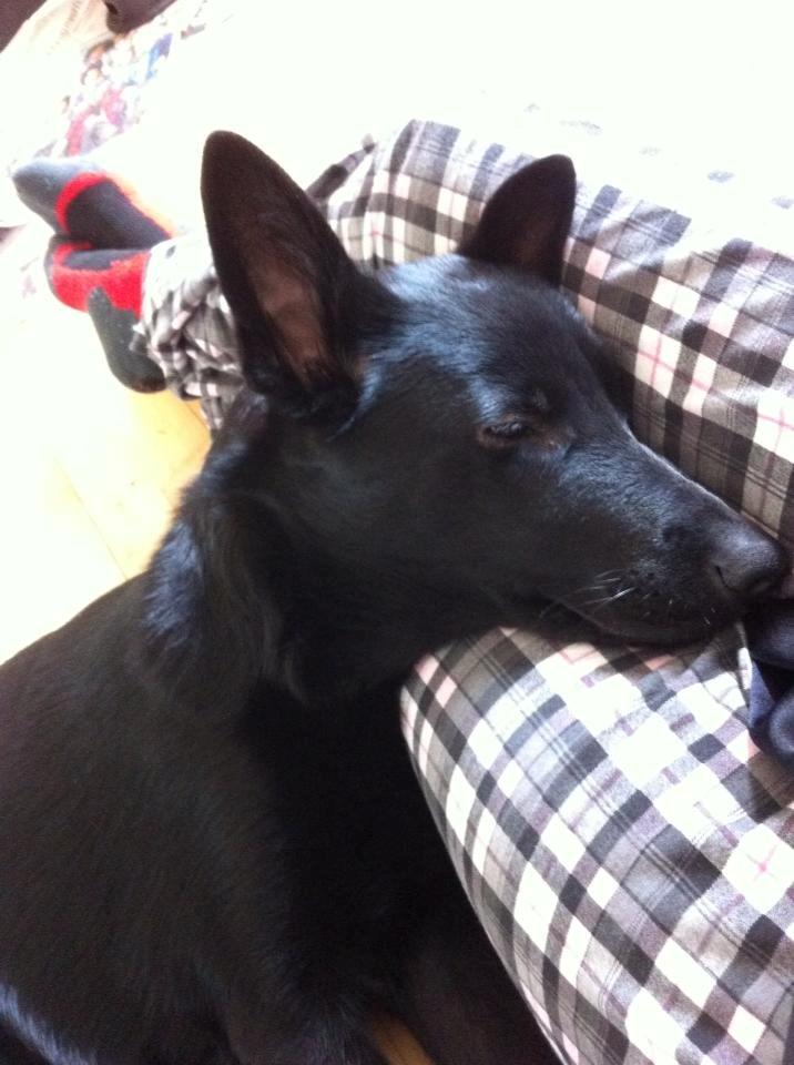 Blanding af racer Kira billede 28