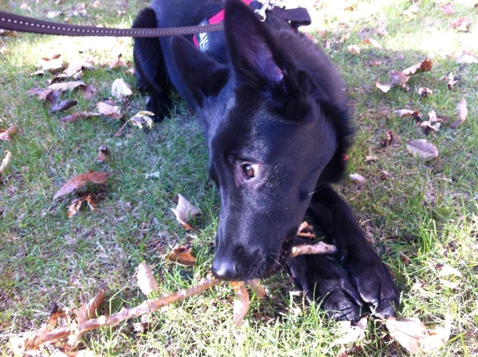 Blanding af racer Kira billede 29