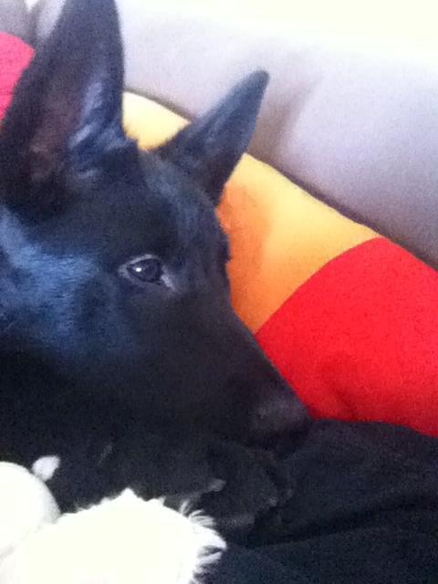 Blanding af racer Kira billede 30