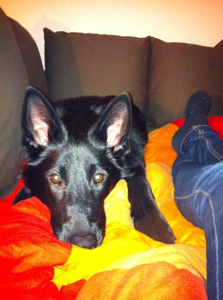 Blanding af racer Kira billede 31