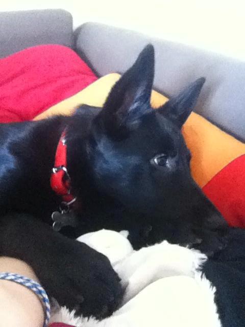 Blanding af racer Kira billede 32