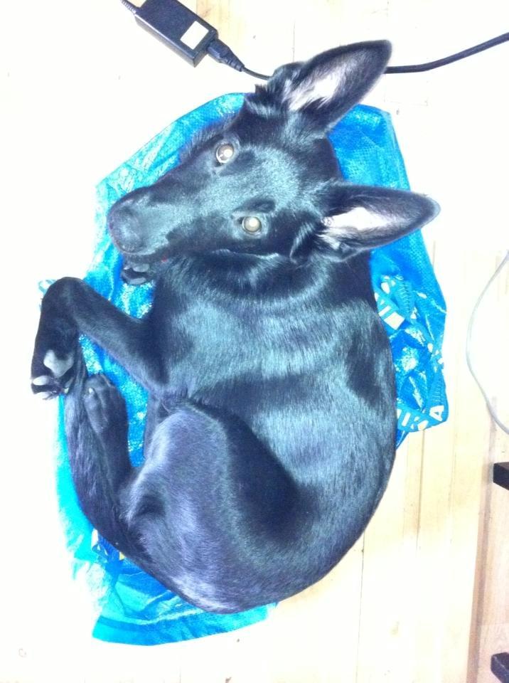 Blanding af racer Kira billede 33