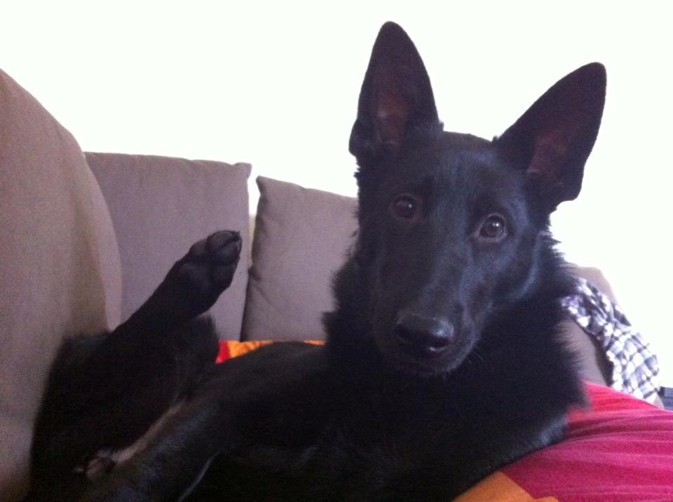 Blanding af racer Kira billede 34