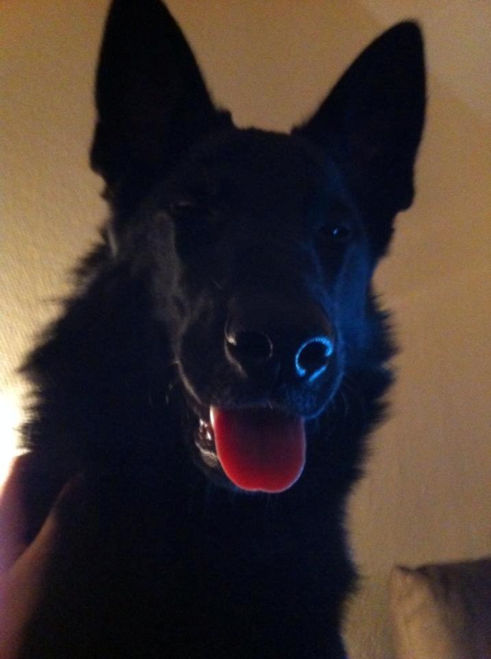 Blanding af racer Kira billede 35