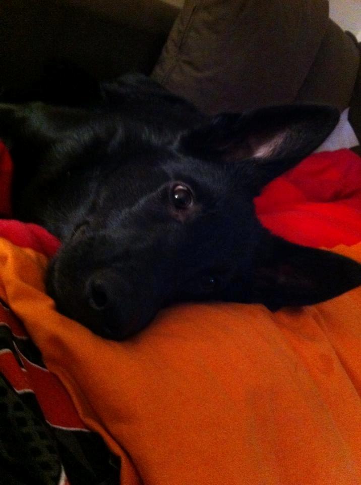 Blanding af racer Kira billede 37