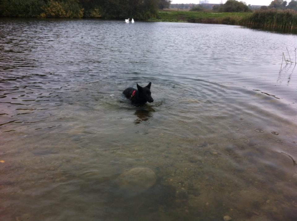 Blanding af racer Kira billede 38