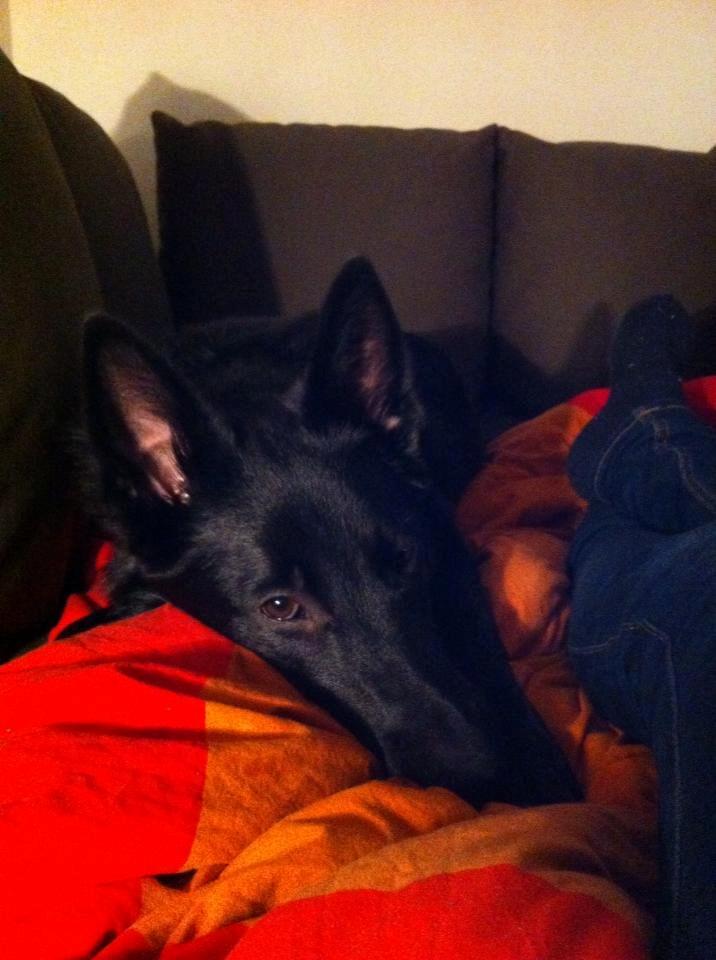 Blanding af racer Kira billede 39