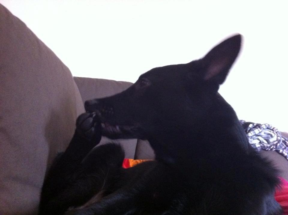 Blanding af racer Kira billede 40