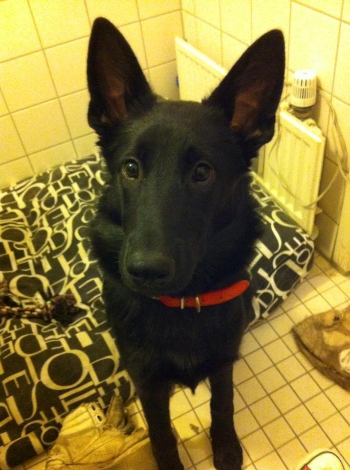 Blanding af racer Kira billede 41