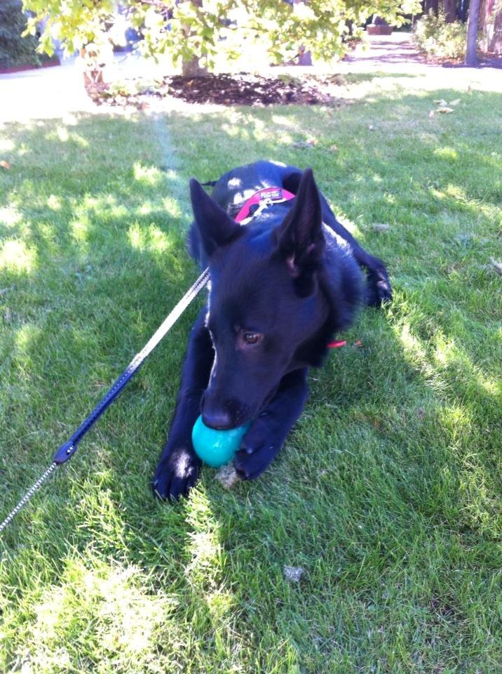 Blanding af racer Kira billede 27