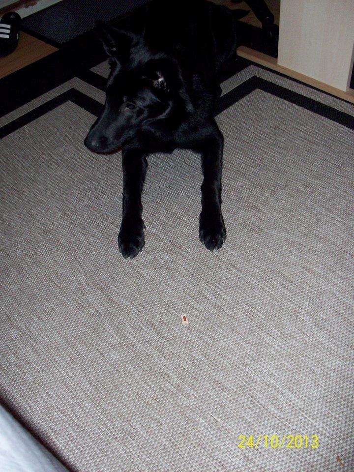 Blanding af racer Kira billede 42