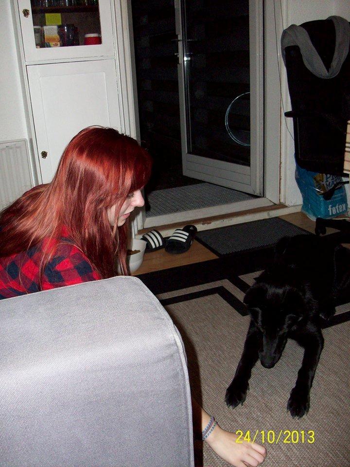 Blanding af racer Kira billede 44