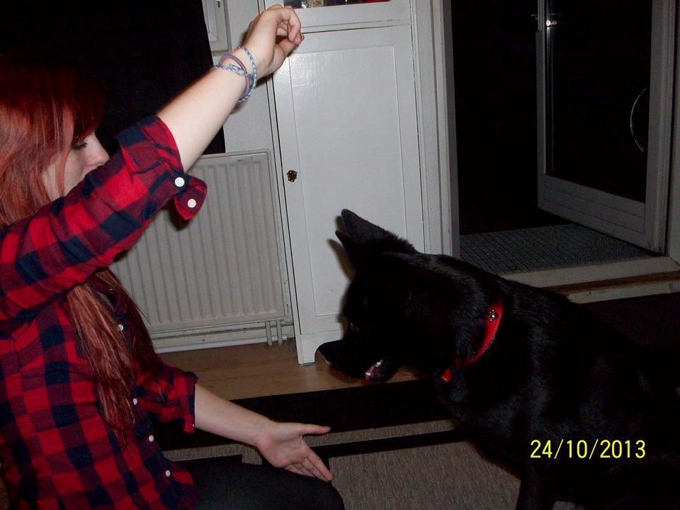 Blanding af racer Kira billede 45