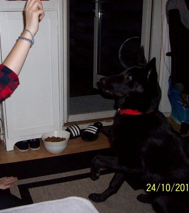 Blanding af racer Kira billede 43