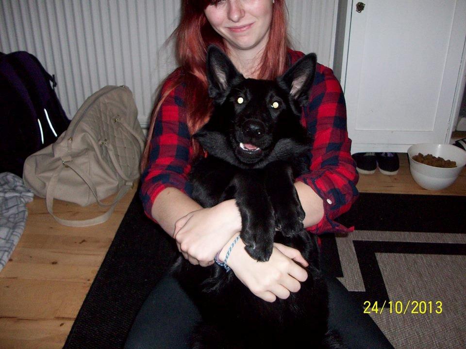 Blanding af racer Kira billede 46