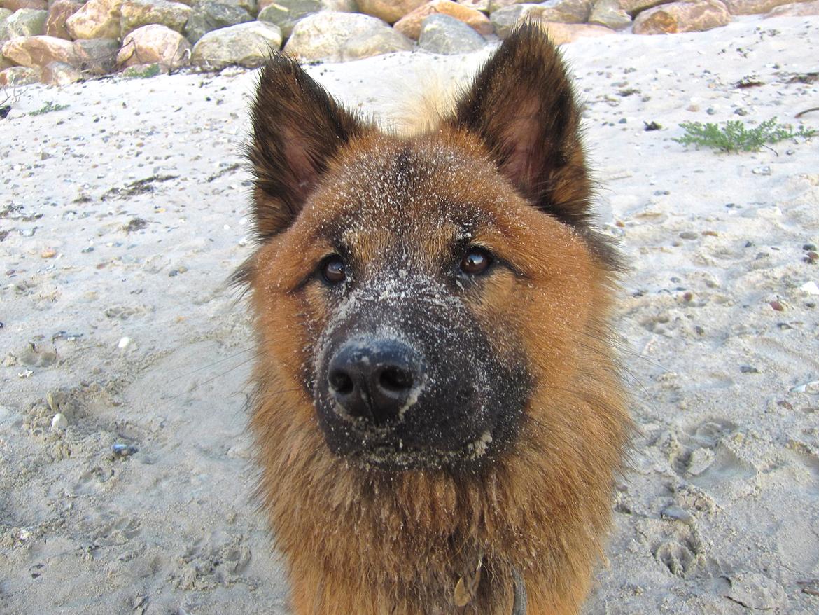 Eurasier Sally billede 15