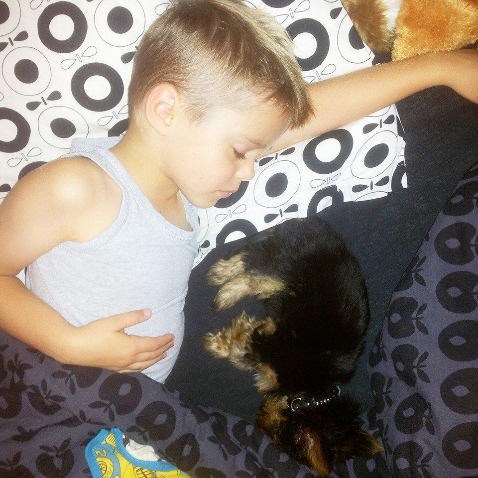 Yorkshire terrier Rocco billede 4