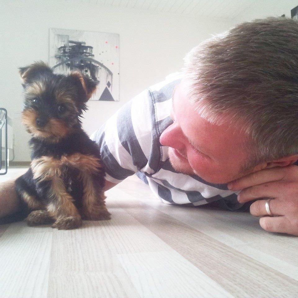 Yorkshire terrier Rocco billede 1