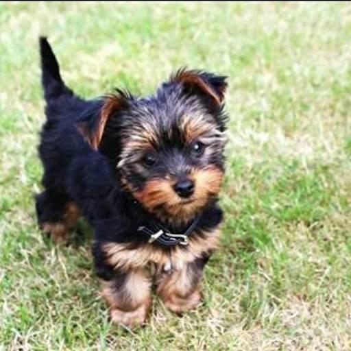 Yorkshire terrier Rocco billede 2