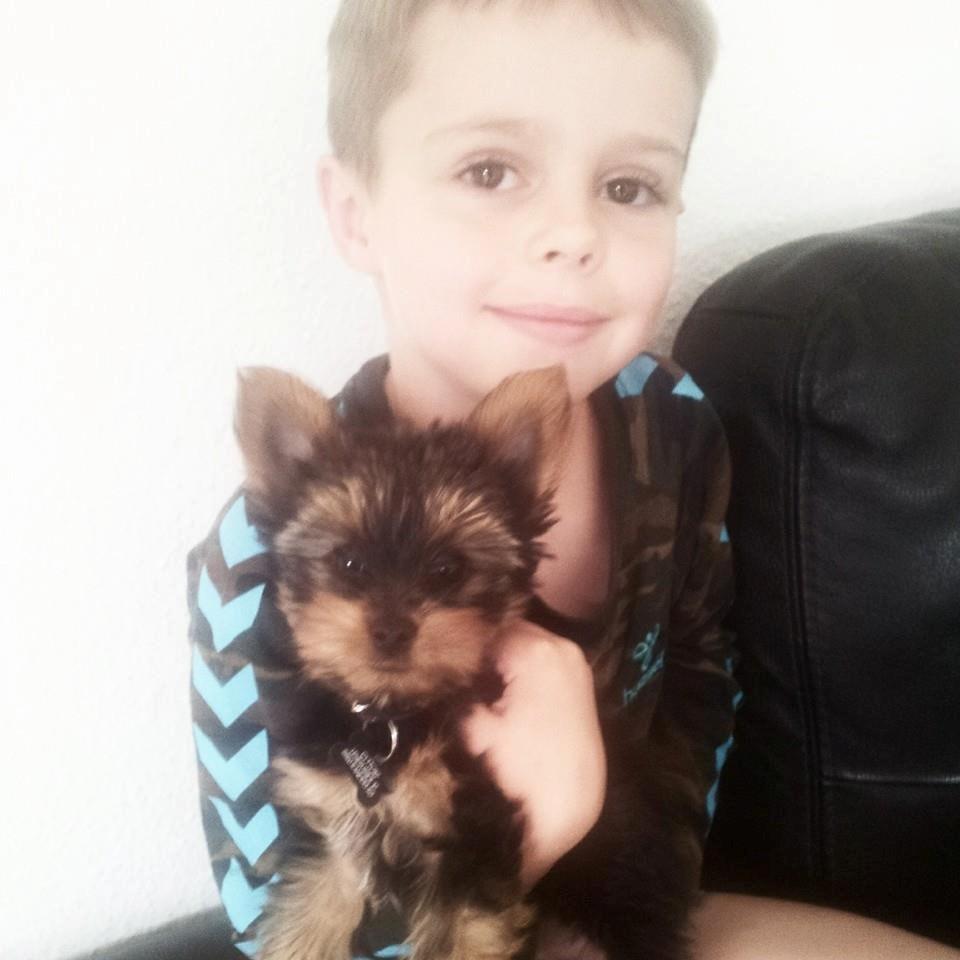 Yorkshire terrier Rocco billede 5
