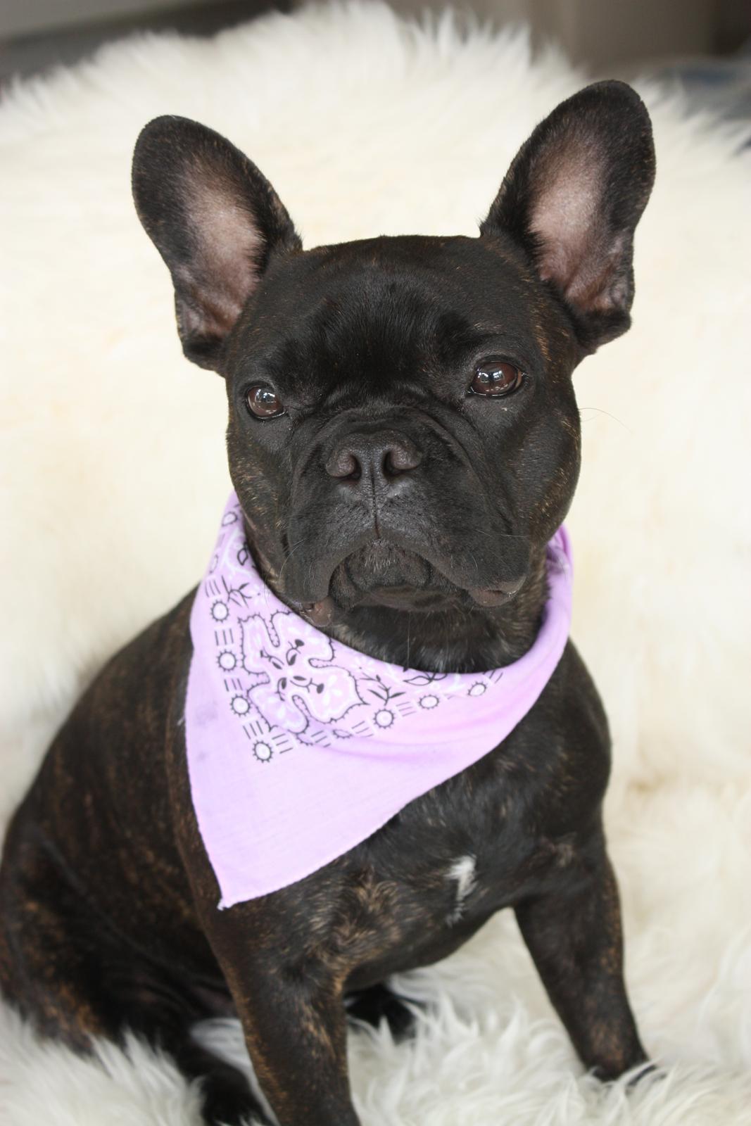 Fransk bulldog Carla - Carla 1 år billede 27