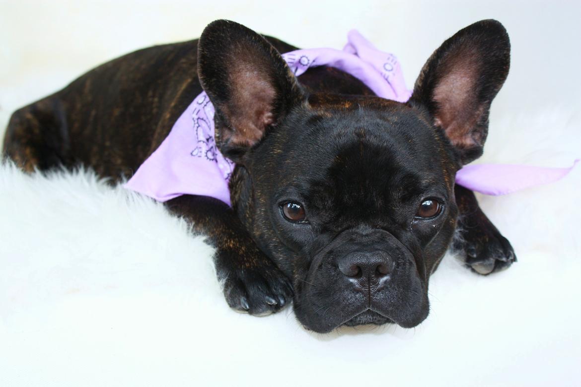 Fransk bulldog Carla - Carla (30-08-2014) billede 1