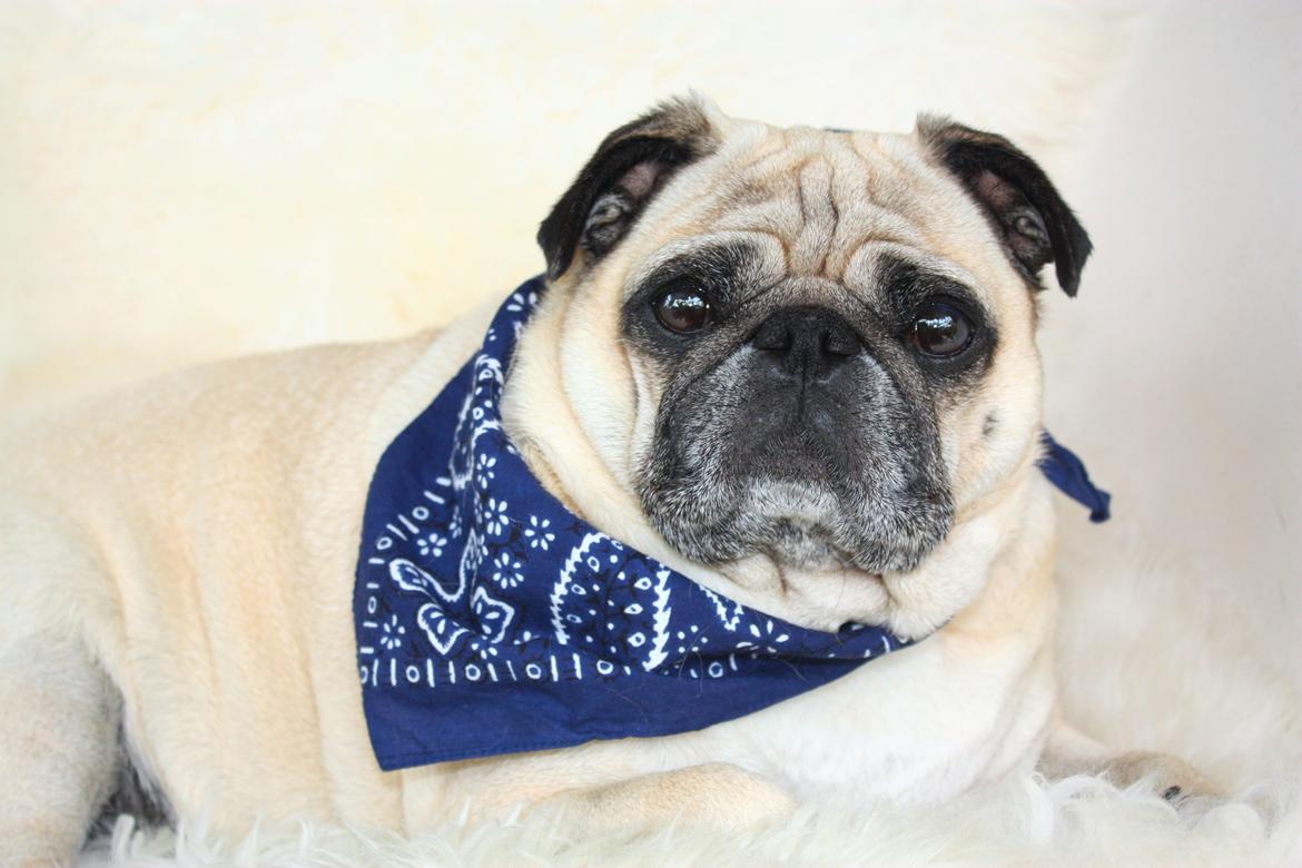 Mops Cosmo - Cosmo (30-08-2014) billede 1