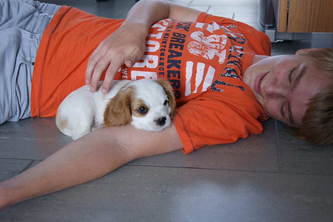 Cavalier king charles spaniel Holsteins Indi billede 2