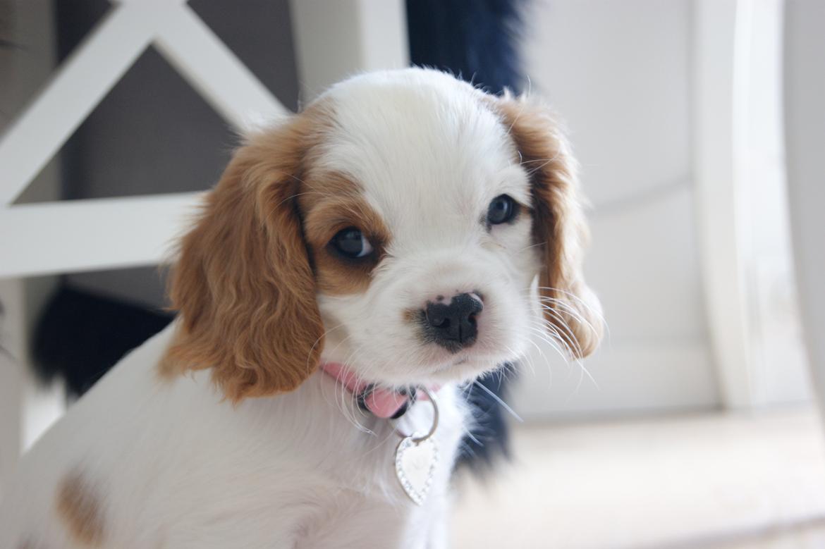 Cavalier king charles spaniel Holsteins Indi billede 4
