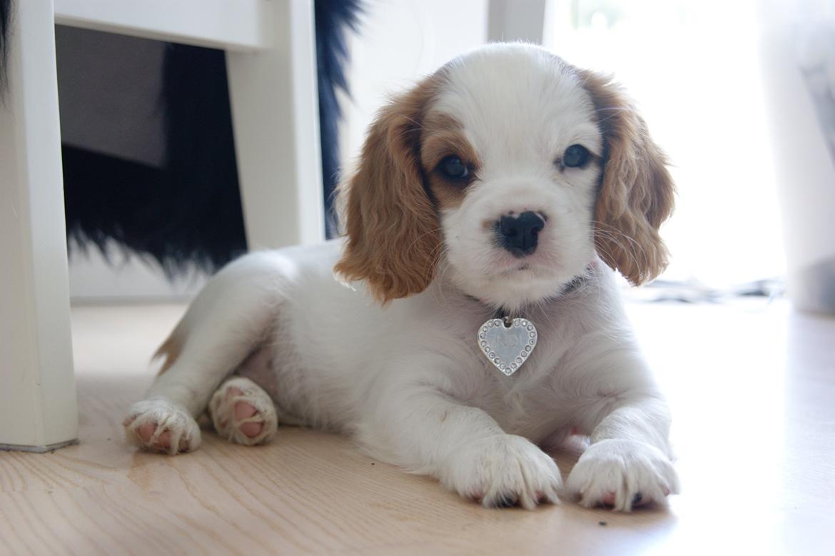 Cavalier king charles spaniel Holsteins Indi billede 5