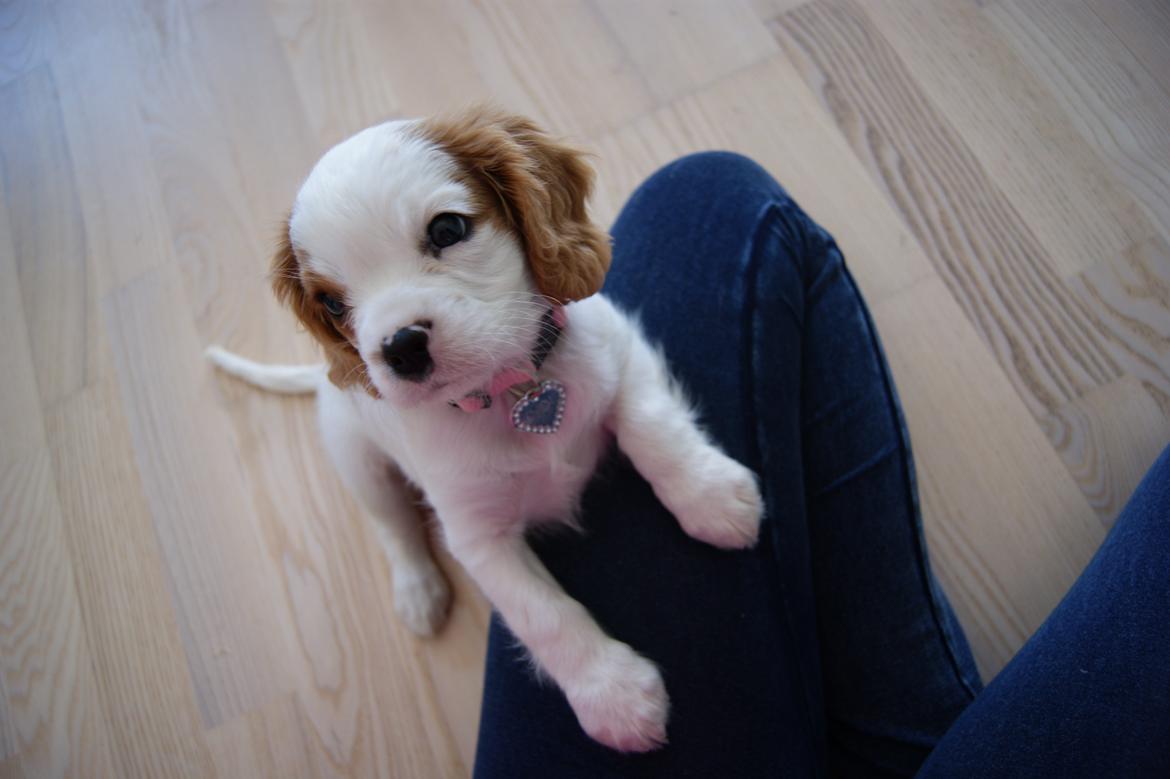 Cavalier king charles spaniel Holsteins Indi billede 7