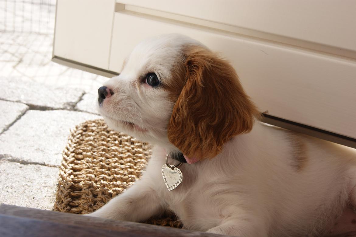 Cavalier king charles spaniel Holsteins Indi billede 8