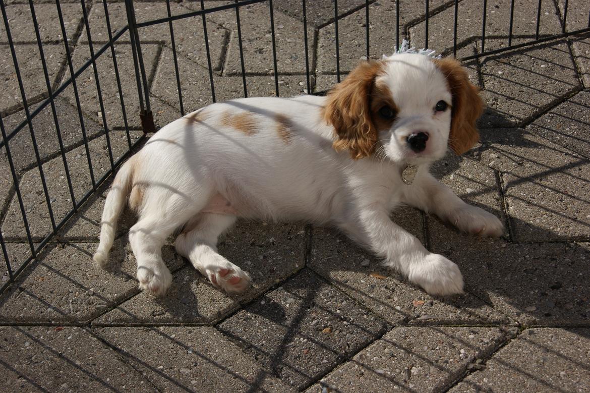 Cavalier king charles spaniel Holsteins Indi billede 9
