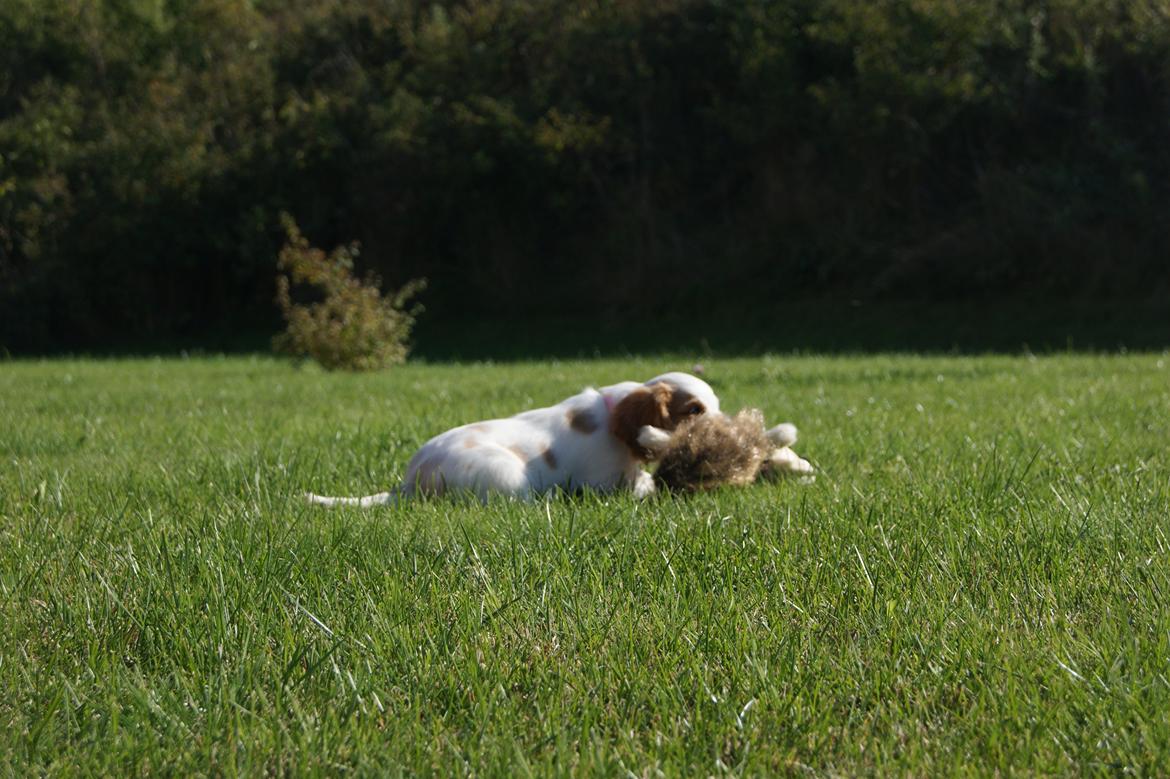 Cavalier king charles spaniel Holsteins Indi billede 10