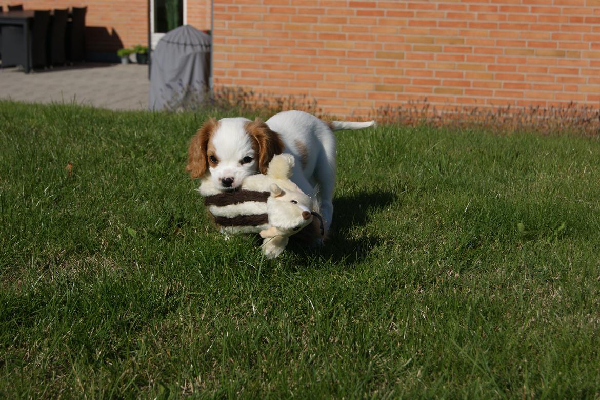 Cavalier king charles spaniel Holsteins Indi billede 11