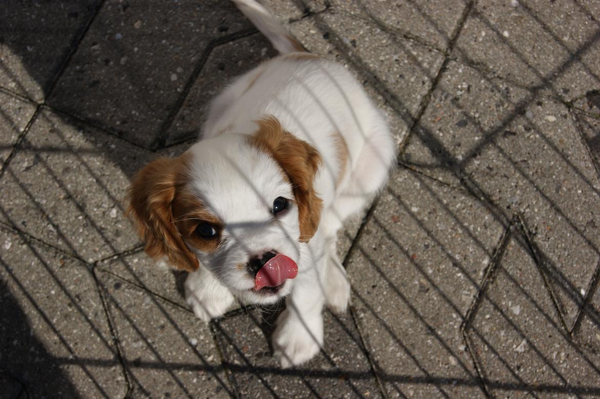 Cavalier king charles spaniel Holsteins Indi billede 12