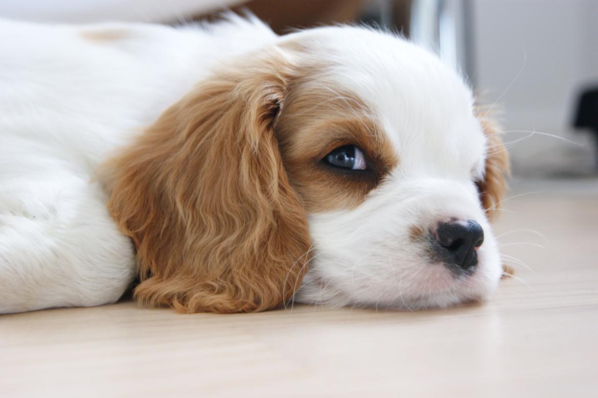 Cavalier king charles spaniel Holsteins Indi billede 3