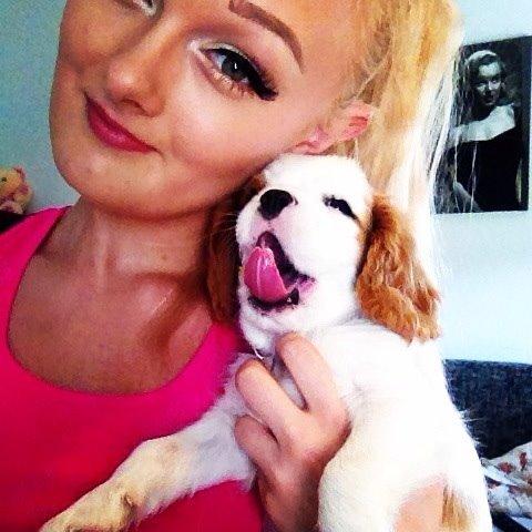 Cavalier king charles spaniel Holsteins Indi billede 13