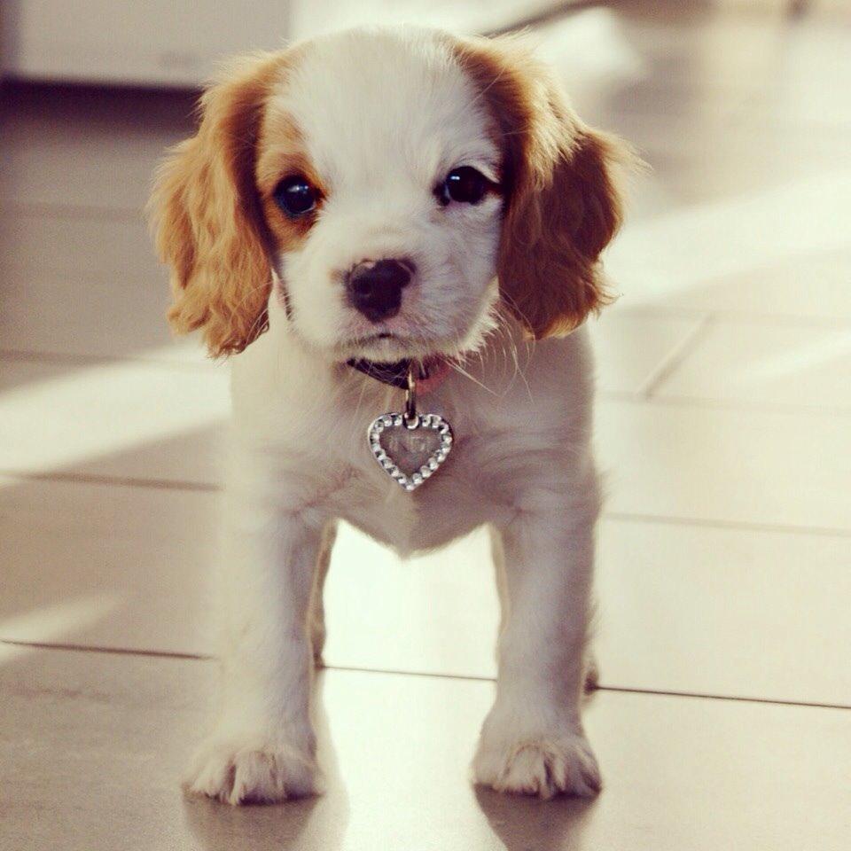 Cavalier king charles spaniel Holsteins Indi billede 14