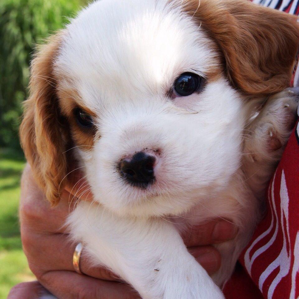 Cavalier king charles spaniel Holsteins Indi billede 16