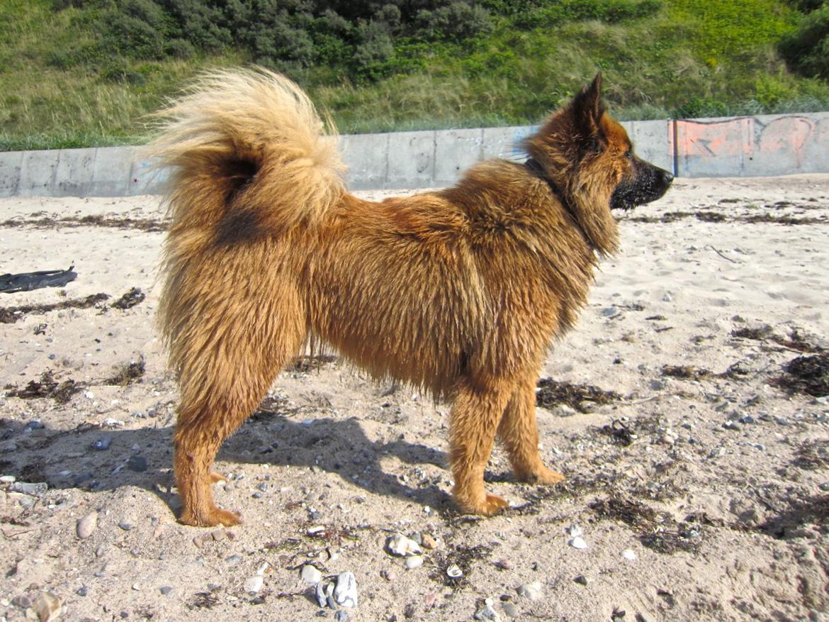 Eurasier Sally billede 17